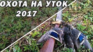 Охота на уток 2017. Неоднозначная удача. "Моя ОХОТА"