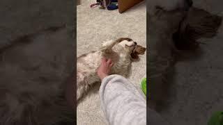 You Won’t Believe How Cute My Dog is! 