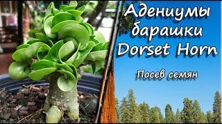 Адениумы Барашки Dorset Horn. Посев Семян