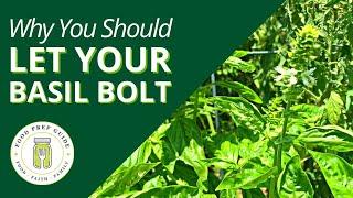 Why You Should LET Your Basil BOLT