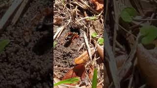 Dirt digger, making a home