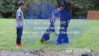 Pre-Teething Puppy Bite-work and Drive Building