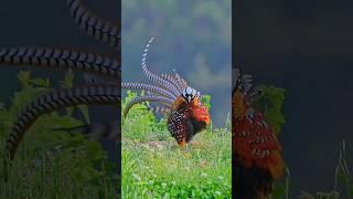 /White-crowned Long-tailed Pheasant