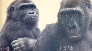 Gorilla Youngsters Who Cannot Meet Forever | Gentaro & Annie