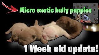 NEW MICRO EXOTIC BULLY PUPPIES AVAILABLE 