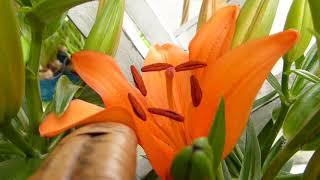 Lilium - Orange Scented Lily - Liljublóm - Garðliljur - Pottaplöntur- Sumarblóm