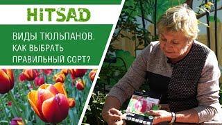 Тюльпаны и их разновидности! Как подобрать подходящий сорт. HITSAD TV.