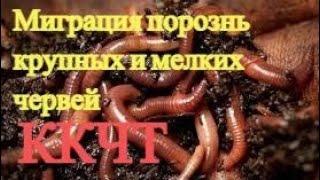 АТ286 Миграция Червей Крупных и Мелких Калифорнийских червей ККЧТ