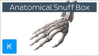 What is the anatomical snuff box? - Human Anatomy | Kenhub