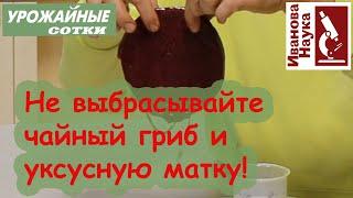 НЕ ВЫБРАСЫВАЙТЕ! Использование ценного домашнего продукта: защита от засухи и идеальные проростки!