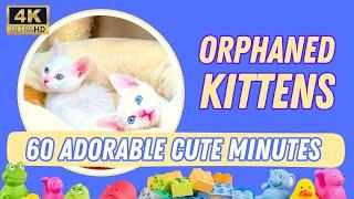ADORABLE - Relaxing Lullabies in Kitten Paradise - 3 Orphaned Abandoned Kittens [4K]