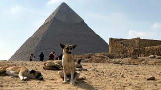 Stray dogs in Giza become tourist draw after 'pyramid puppy' sensation | AFP