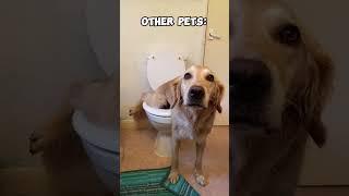 Other Pets vs My Pet #funny #dog #doglover #puppy #pets #animals #cute #fun #funnyvideo #laugh