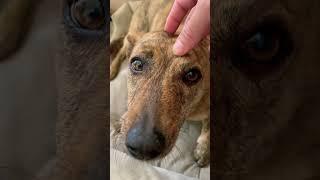 這不是摸魚️這是摸狗 #狗狗 #doglover #隨手拍 #摸狗 #pettingdogs