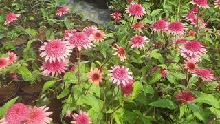 Ežiuolė (Echinacea) ‘Raspberry Truffle’