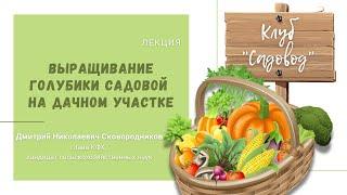 Лекция «Выращивание голубики садовой на дачном участке». Дмитрий Николаевич Сковородников