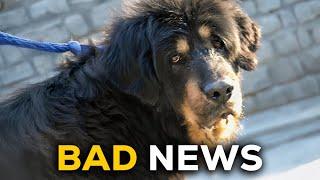 Doctors give up on Bagheera the Tibetan mastiff