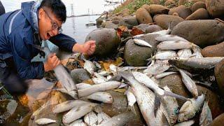 Mga Ligaw Na Isda Ang Lalakas Pumagilid Na Dahil Sa Parating Na Sakuna