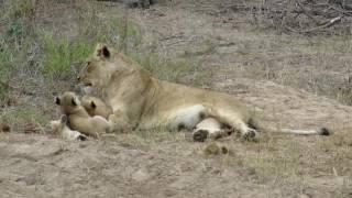 Lioness giving some Motherly love to her 9 week old cubs, Sabi Sands, South Africa