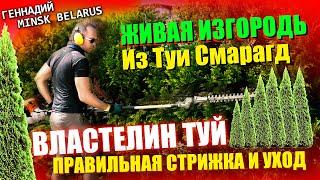 ЖИВАЯ ИЗГОРОДЬ из ТУИ | СЕКРЕТЫ и УХОД |@LORD_OF_GARDEN_BELARUS  | CТРИГУ ТУИ СМАРАГД |Минск | Belarus