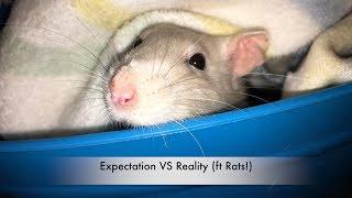 Fancy Rats as Pets: Expectations VS Reality