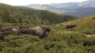 Buffalo baby in Carpathians of Ukraine