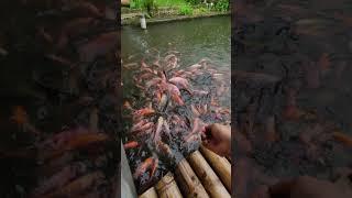 Suasana Hujan Kasih Pakan Ikan