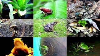 Frogs for Kids: pronunciation in English (with videos)