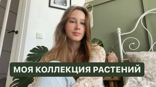 МОЯ КОЛЛЕКЦИЯ РАСТЕНИЙ!  Растения с Авито