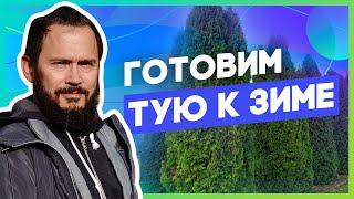 Туя: правильная обрезка. Как сделать, чтобы туя не развалилась под снегом?