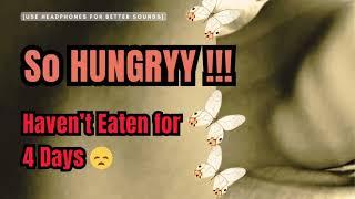 I Was Soo HUNGRY !!! I Haven’t Eaten Properly For 4 Days  [ASMR] [Stomach Growls]