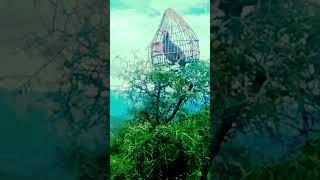 #vlog #birds #shorts #female #sound #shikari#chakor  #madi #sesi #dağ keklik sesi birds chakor