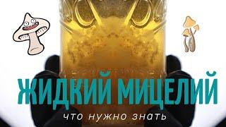 Жидкий Мицелий - выращивание грибов