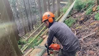 Forestry working 