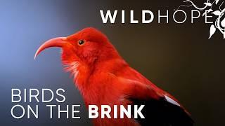 Is there hope for Hawaii’s endangered honeycreepers? | WILD HOPE