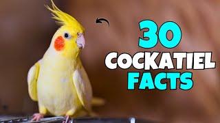 30 Surprising Cockatiel FACTS | Compilation