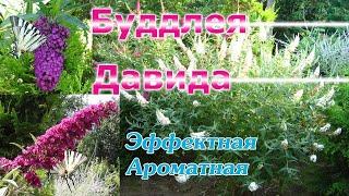 Буддлея Давида - долгоцветущий ароматный кустарник. Уход, обрезка, зимовка, вредители.