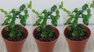 How to grow makrut or kaffir lime trees from seeds - วิธีปลูกมะกรูดจากเมล็ด (4 Jan. 21)