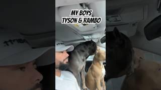 Bully #americanbullylover #puppy #foryou #trending #love #doglover #youtube #shorts #life #cutedog