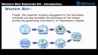 Western Blot Substrate Kit - Introduction