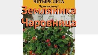 Земляника садовая Чаровница (charovnitsa)  Чаровница обзор: как сажать, семена земляники Чаровница