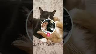 Как на разных языках звучит слово "кошка" #cat #catsfacts