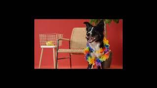 Dog on Chair | #awwanimals | #dog | #doggieshorts, | #chairdance