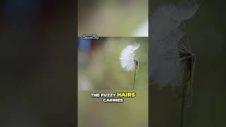 Dandelion's Dirty little secret