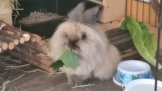 Gizmo The Lionhead Rabbit - Massive Maple Leaf  Massacre