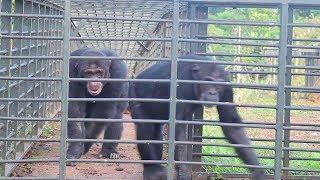 NGAMBA ISLAND CHIMP SANCTUARY UGANDA MARKS 20 YEARS