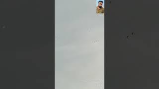 Punjabi Kabutar #hiphop #rap #mcstan #music #rapper #pigeon #kabootarba #musicmashup #beats #kabutar