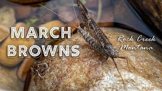 Fly Fishing For Cutthroat Trout During the March Brown Hatch in Montana | Fly Fishing Waters