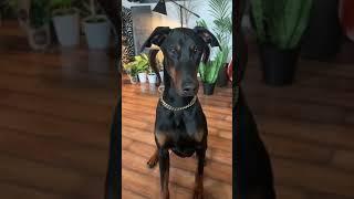 Loki the Doberman# Hi Beef Sector 