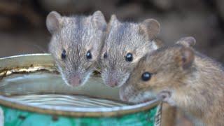 Ещё о пьющих мышах / More about drinking mice